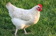 पाकिस्तान: मुर्गी से रेप-नाबालिग गिरफ्तार