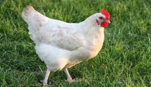 पाकिस्तान: मुर्गी से रेप-नाबालिग गिरफ्तार